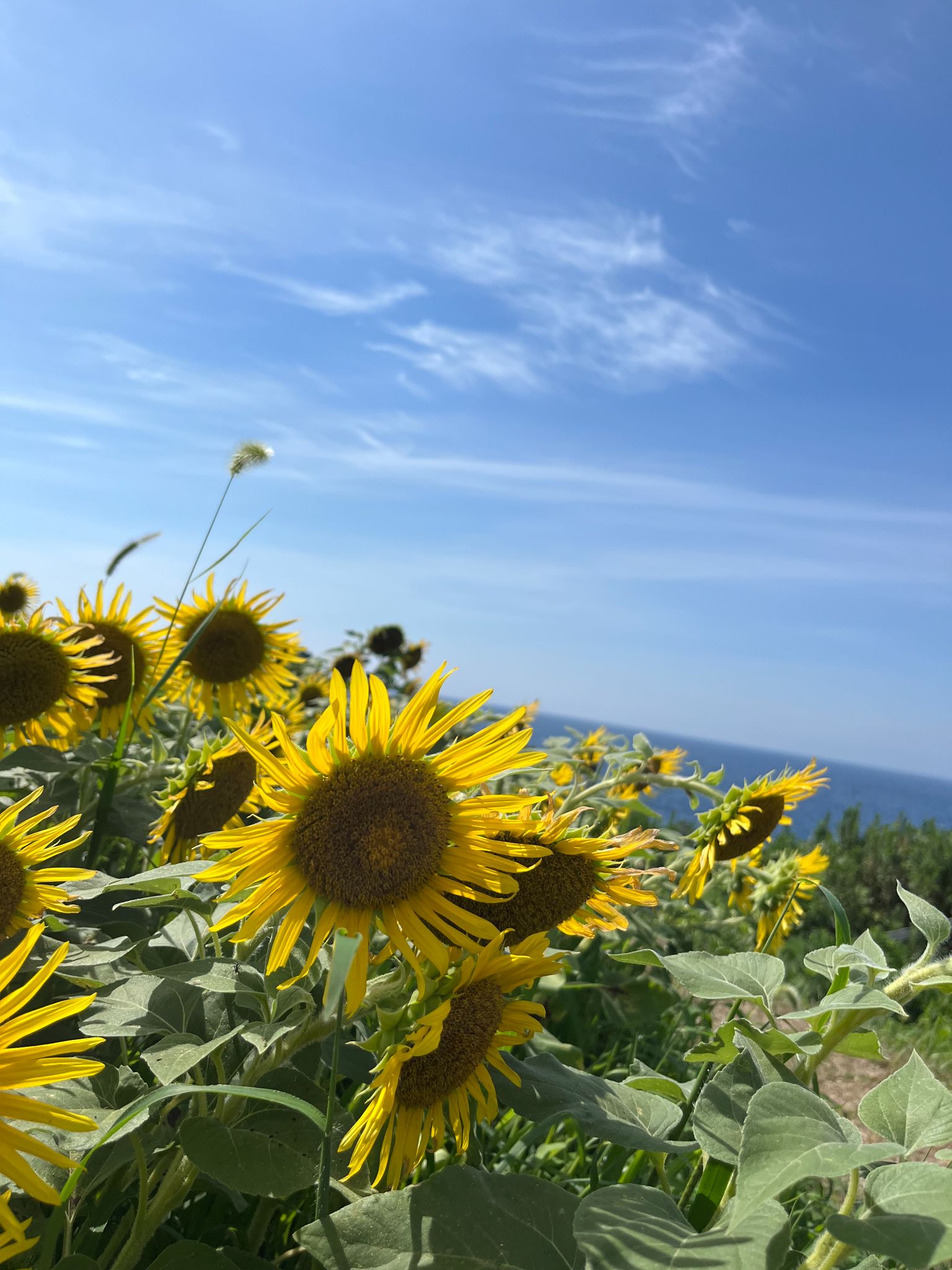 安齋航太が撮影した、青空に向かうひまわり
